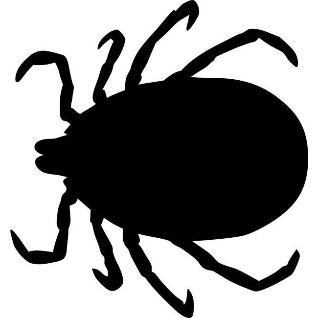 Insect Stencils